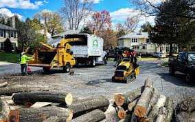 Best Stump Grinding and Removal  in Claremont, CA
