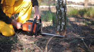 Best Tree Disease Treatment  in Claremont, CA