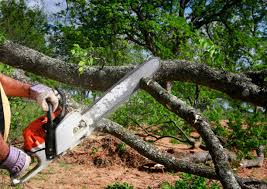 Best Tree Maintenance Programs  in Claremont, CA