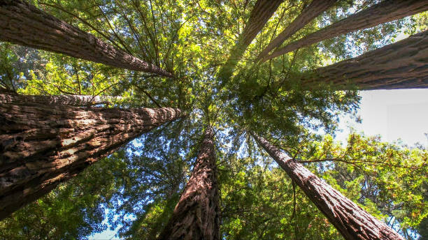 Best Tree Maintenance Programs  in Claremont, CA