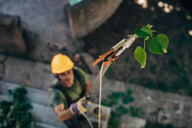 Best Tree Risk Assessment  in Claremont, CA