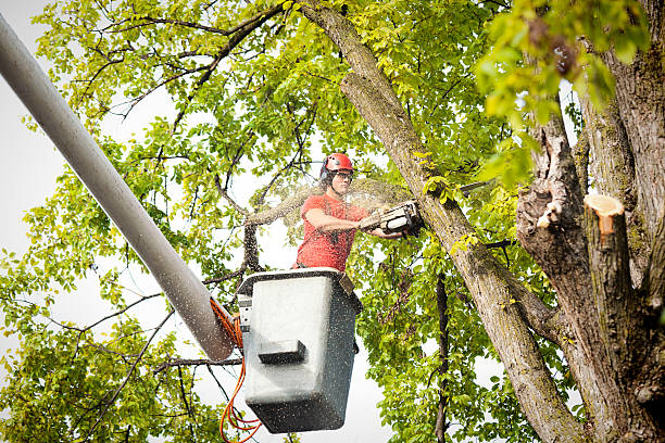 How Our Tree Care Process Works  in  Claremont, CA